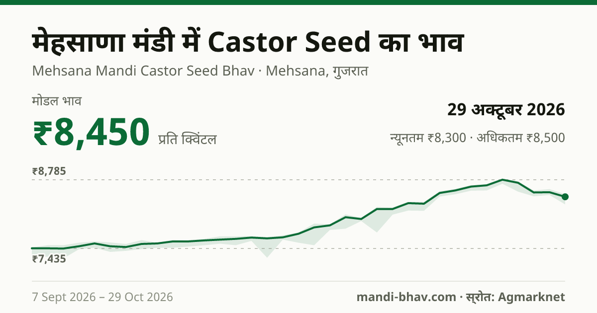 मेहसाणा मंडी में Castor Seed का भाव 29 अक्टूबर 2026: मोडल ₹8,450 प्रति क्विंटल, भाव के रुझान का चार्ट