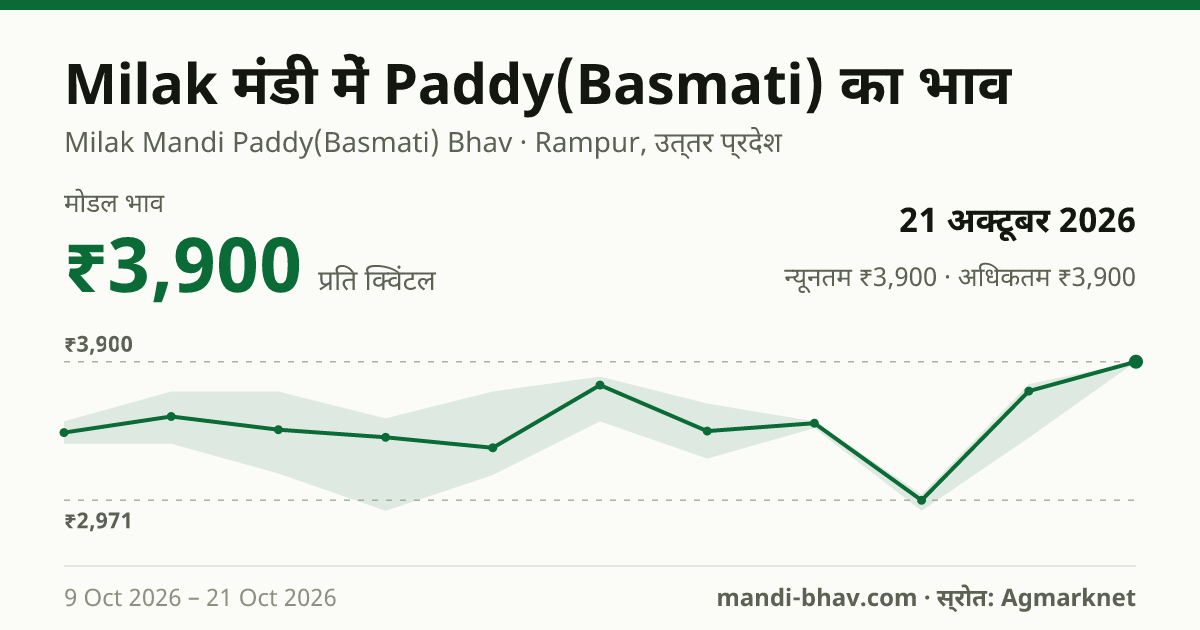 Milak मंडी में Paddy(Basmati) का भाव 21 अक्टूबर 2026: मोडल ₹3,900 प्रति क्विंटल, भाव के रुझान का चार्ट