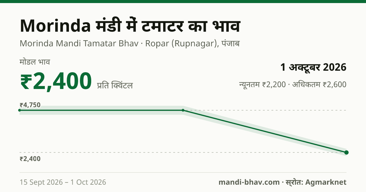 Morinda मंडी में टमाटर का भाव 1 अक्टूबर 2026: मोडल ₹2,400 प्रति क्विंटल, भाव के रुझान का चार्ट