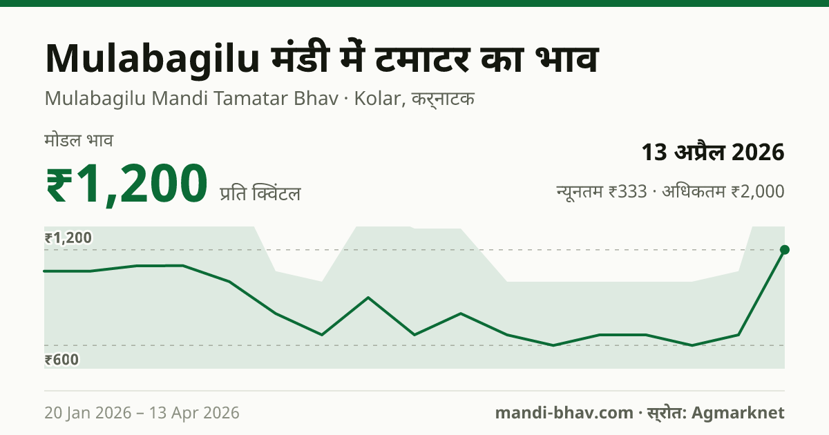 Mulabagilu मंडी में टमाटर का भाव 13 अप्रैल 2026: मोडल ₹1,200 प्रति क्विंटल, भाव के रुझान का चार्ट