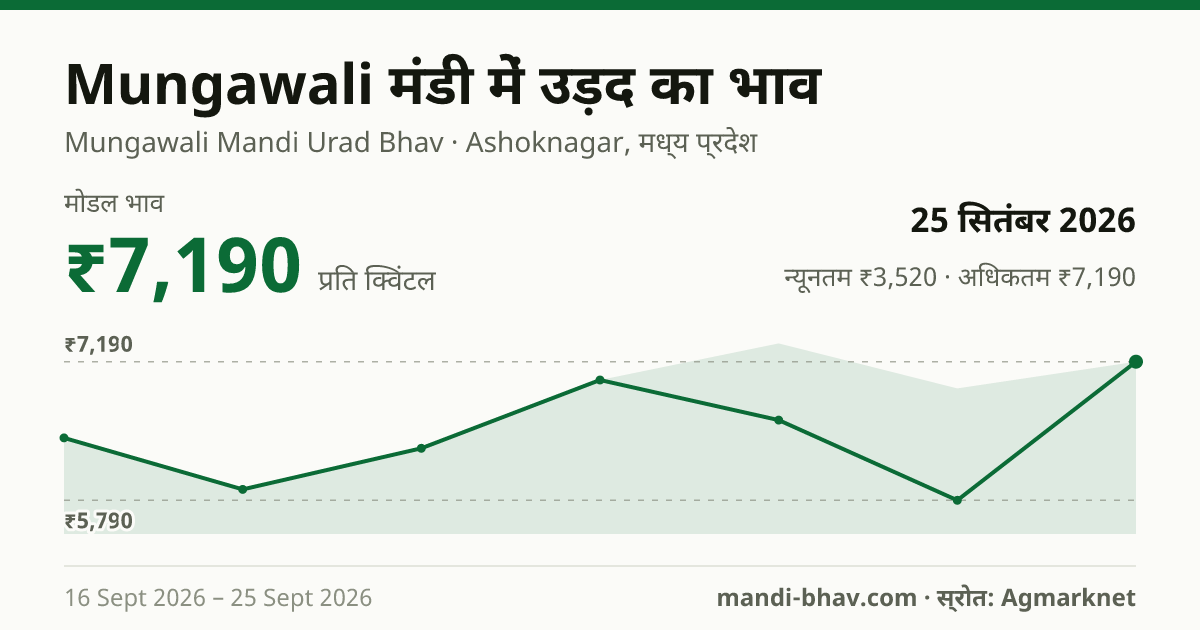 Mungawali मंडी में उड़द का भाव 25 सितंबर 2026: मोडल ₹7,190 प्रति क्विंटल, भाव के रुझान का चार्ट