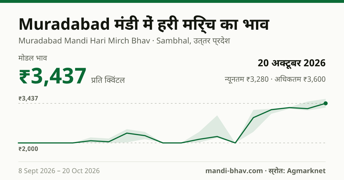 Muradabad मंडी में हरी मिर्च का भाव 20 अक्टूबर 2026: मोडल ₹3,437 प्रति क्विंटल, भाव के रुझान का चार्ट