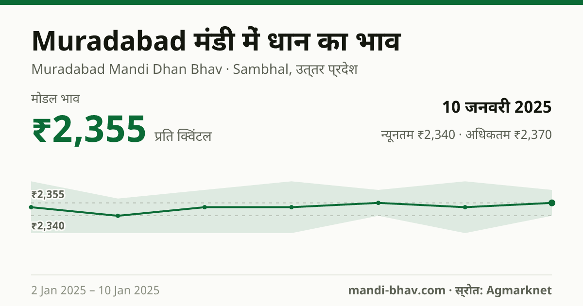 Muradabad मंडी में धान का भाव 10 जनवरी 2025: मोडल ₹2,355 प्रति क्विंटल, भाव के रुझान का चार्ट