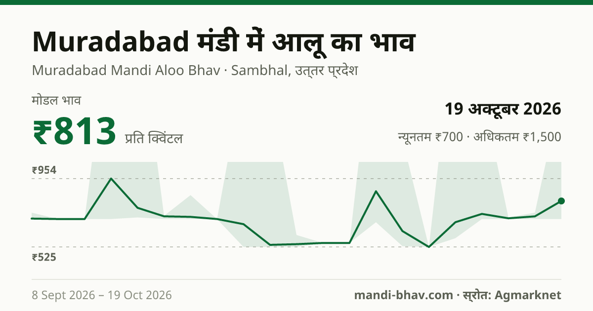 Muradabad मंडी में आलू का भाव 19 अक्टूबर 2026: मोडल ₹813 प्रति क्विंटल, भाव के रुझान का चार्ट