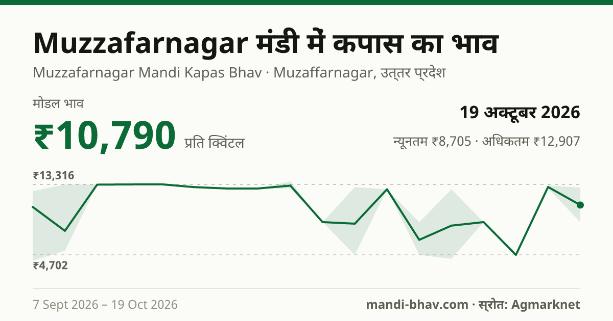 Muzzafarnagar मंडी में कपास का भाव 19 अक्टूबर 2026: मोडल ₹10,790 प्रति क्विंटल, भाव के रुझान का चार्ट