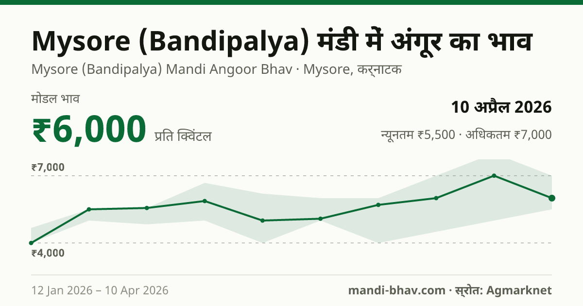 Mysore (Bandipalya) मंडी में अंगूर का भाव 10 अप्रैल 2026: मोडल ₹6,000 प्रति क्विंटल, भाव के रुझान का चार्ट