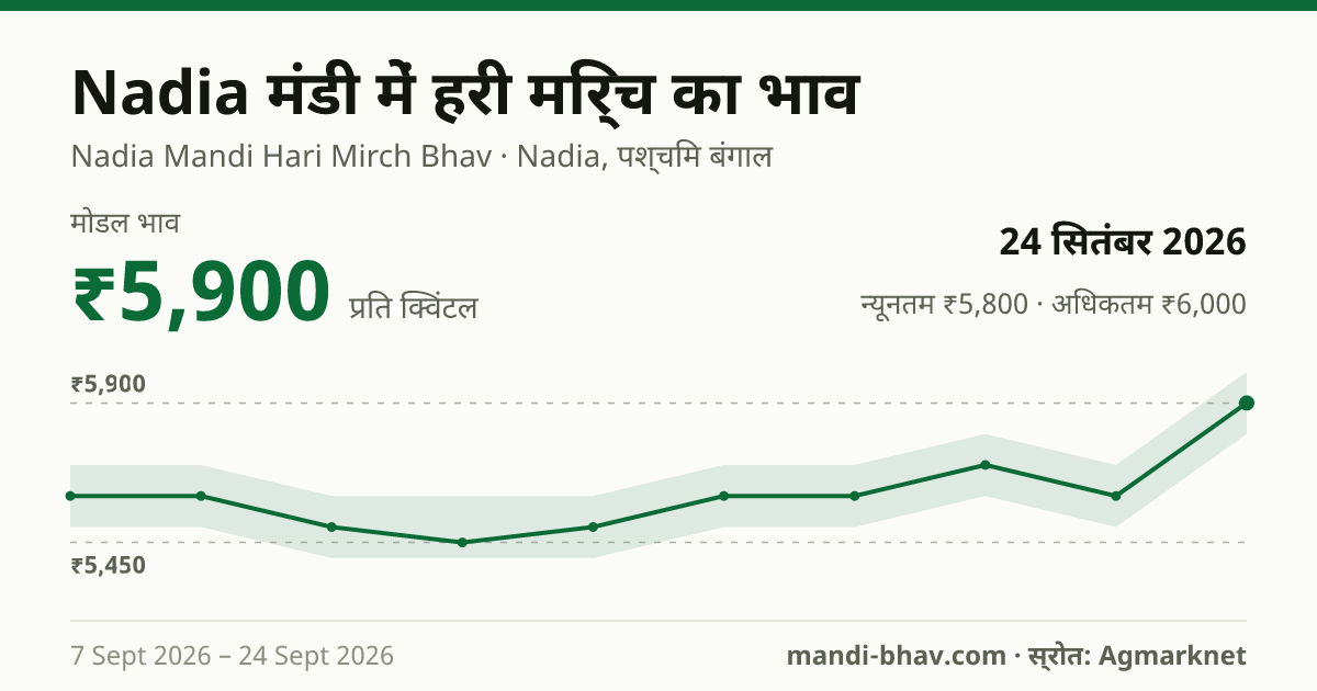 Nadia मंडी में हरी मिर्च का भाव 24 सितंबर 2026: मोडल ₹5,900 प्रति क्विंटल, भाव के रुझान का चार्ट