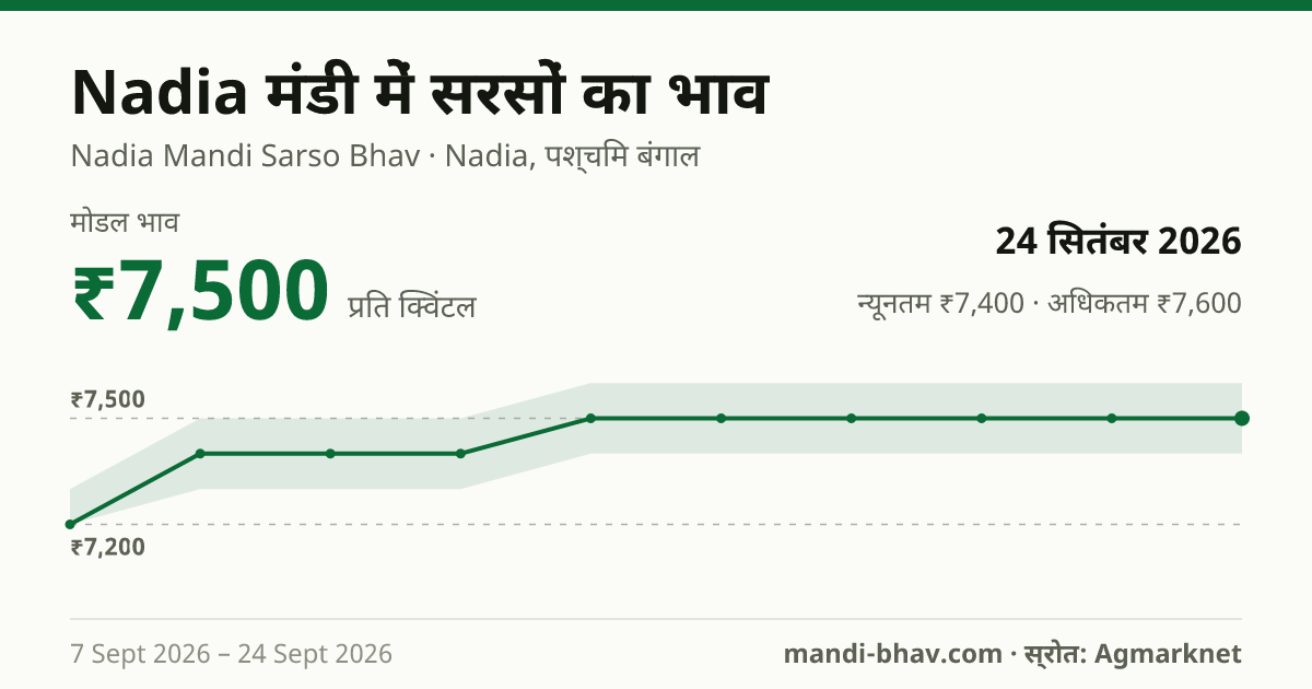 Nadia मंडी में सरसों का भाव 24 सितंबर 2026: मोडल ₹7,500 प्रति क्विंटल, भाव के रुझान का चार्ट