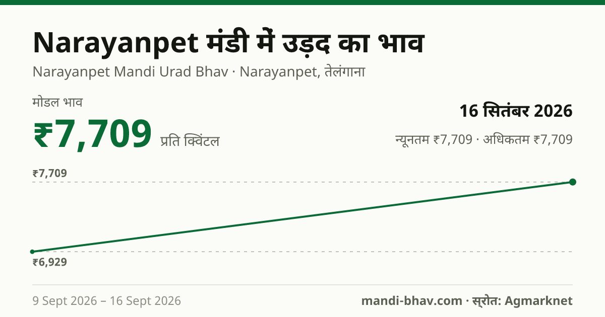 Narayanpet मंडी में उड़द का भाव 16 सितंबर 2026: मोडल ₹7,709 प्रति क्विंटल, भाव के रुझान का चार्ट