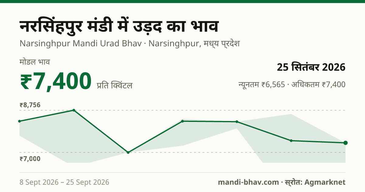 नरसिंहपुर मंडी में उड़द का भाव 25 सितंबर 2026: मोडल ₹7,400 प्रति क्विंटल, भाव के रुझान का चार्ट