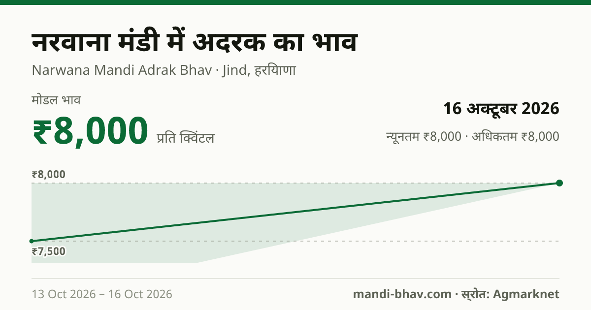 नरवाना मंडी में अदरक का भाव 16 अक्टूबर 2026: मोडल ₹8,000 प्रति क्विंटल, भाव के रुझान का चार्ट
