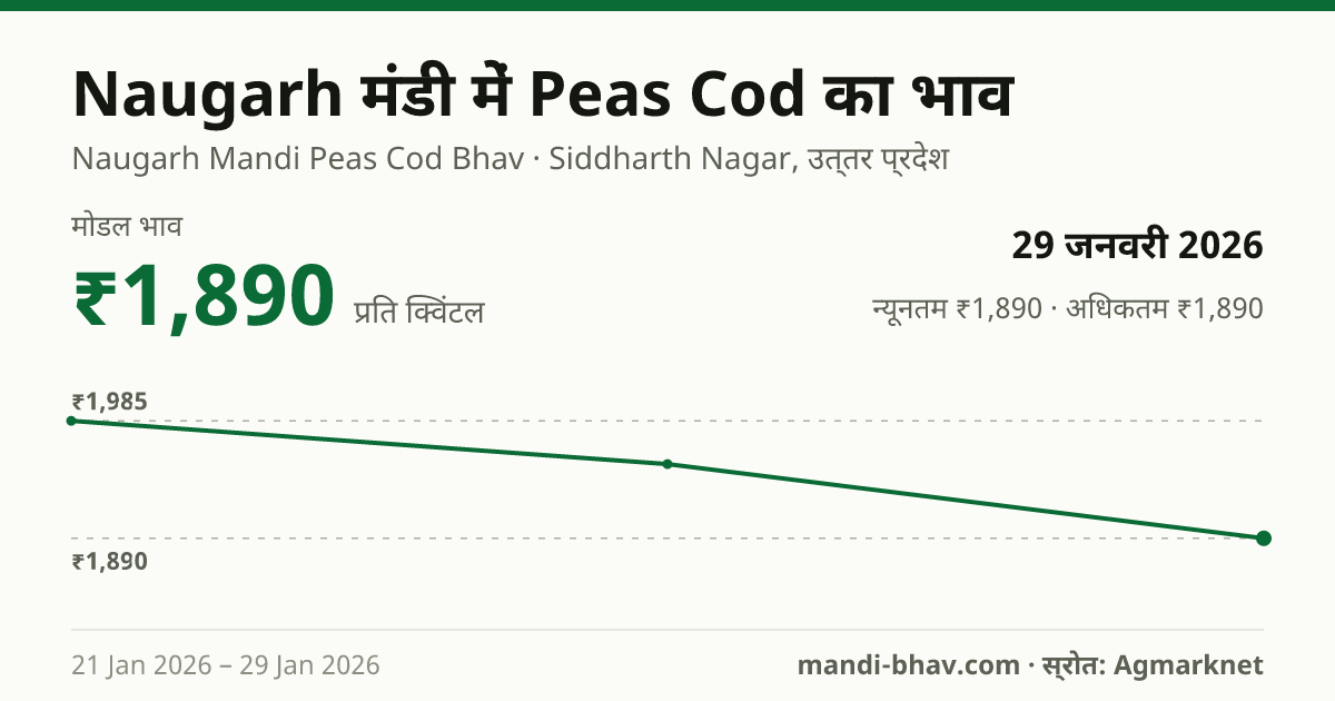 Naugarh मंडी में Peas Cod का भाव 29 जनवरी 2026: मोडल ₹1,890 प्रति क्विंटल, भाव के रुझान का चार्ट