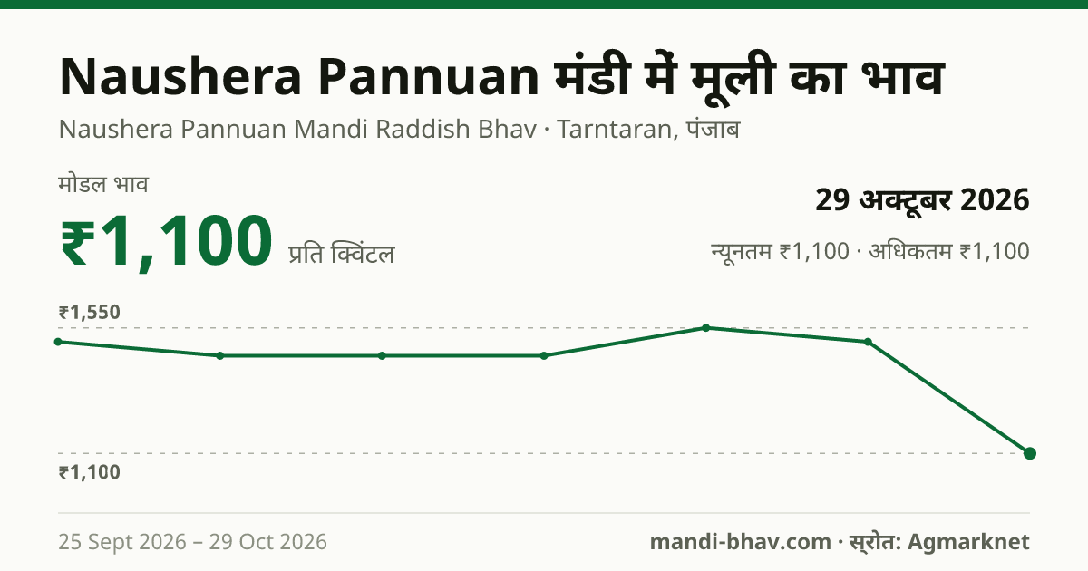 Naushera Pannuan मंडी में मूली का भाव 29 अक्टूबर 2026: मोडल ₹1,100 प्रति क्विंटल, भाव के रुझान का चार्ट