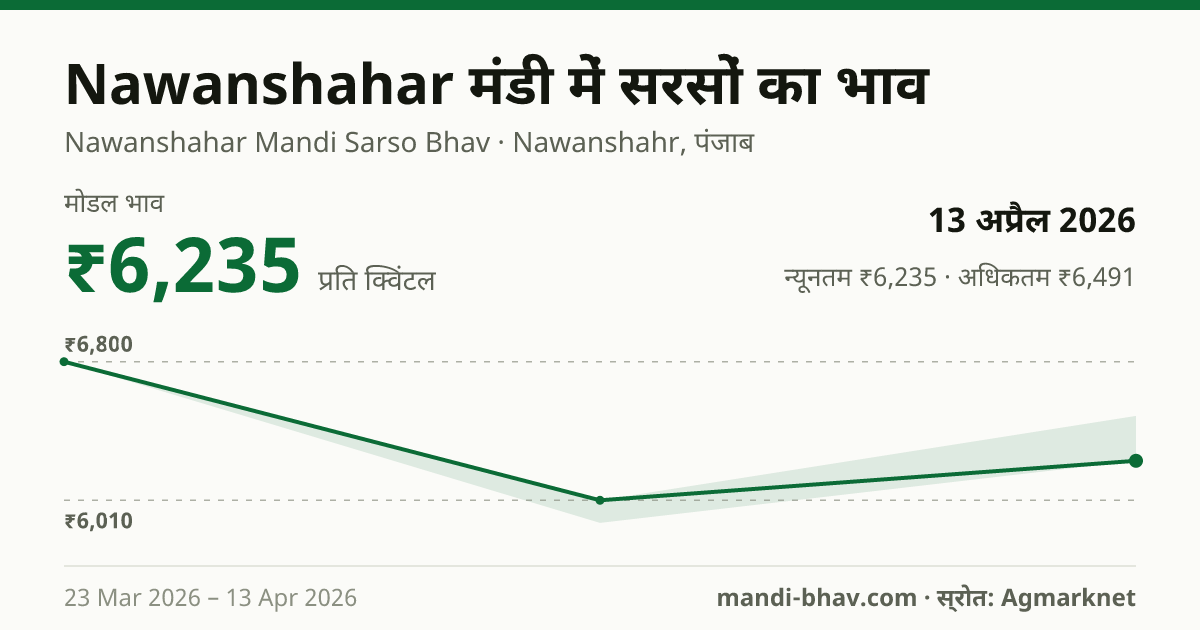 Nawanshahar मंडी में सरसों का भाव 13 अप्रैल 2026: मोडल ₹6,235 प्रति क्विंटल, भाव के रुझान का चार्ट