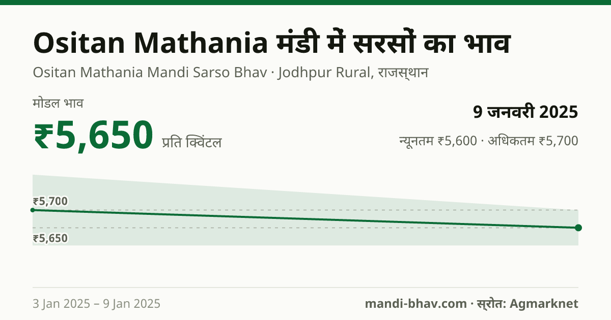 Ositan Mathania मंडी में सरसों का भाव 9 जनवरी 2025: मोडल ₹5,650 प्रति क्विंटल, भाव के रुझान का चार्ट
