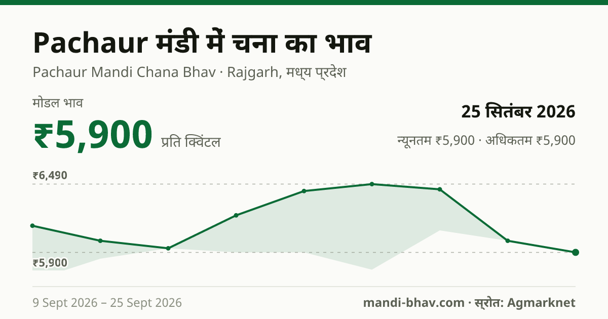 Pachaur मंडी में चना का भाव 25 सितंबर 2026: मोडल ₹5,900 प्रति क्विंटल, भाव के रुझान का चार्ट