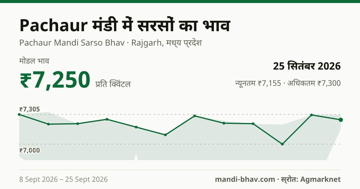 Pachaur मंडी में सरसों का भाव 25 सितंबर 2026: मोडल ₹7,250 प्रति क्विंटल, भाव के रुझान का चार्ट