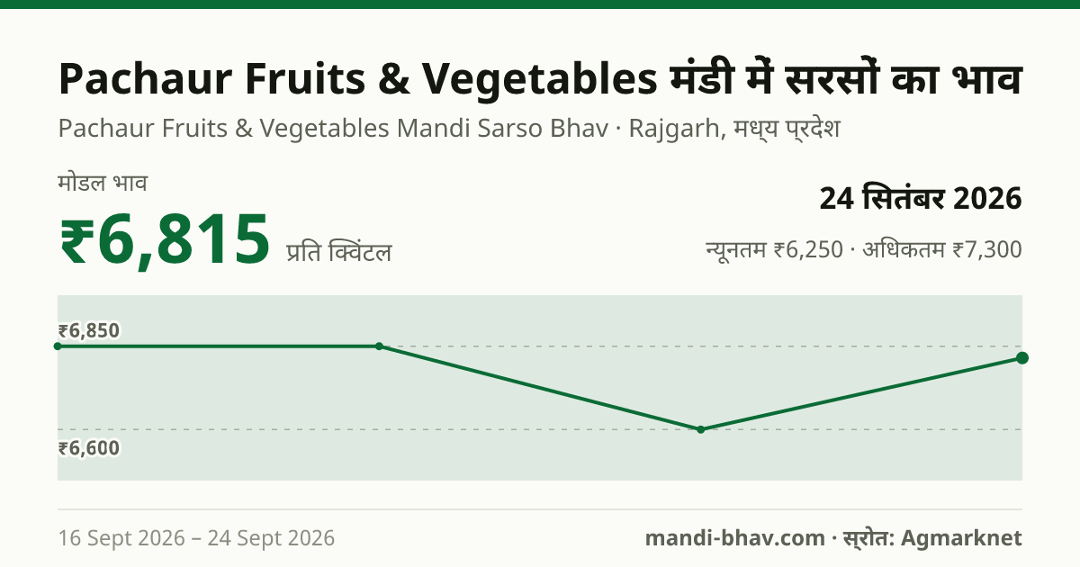 Pachaur Fruits & Vegetables मंडी में सरसों का भाव 24 सितंबर 2026: मोडल ₹6,815 प्रति क्विंटल, भाव के रुझान का चार्ट