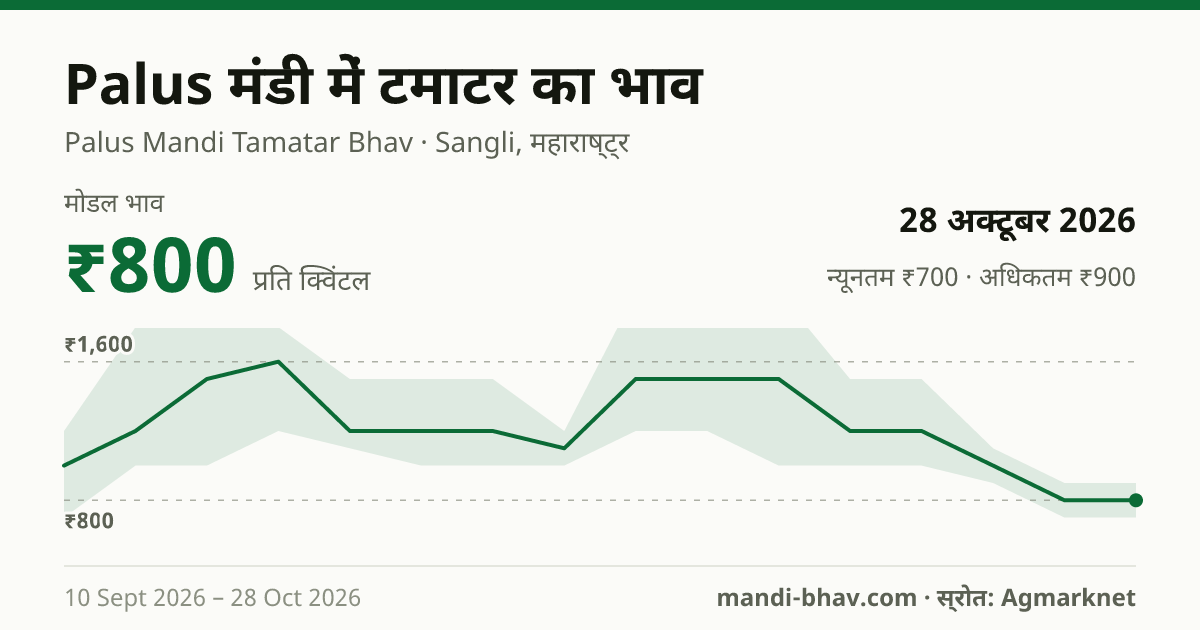 Palus मंडी में टमाटर का भाव 28 अक्टूबर 2026: मोडल ₹800 प्रति क्विंटल, भाव के रुझान का चार्ट