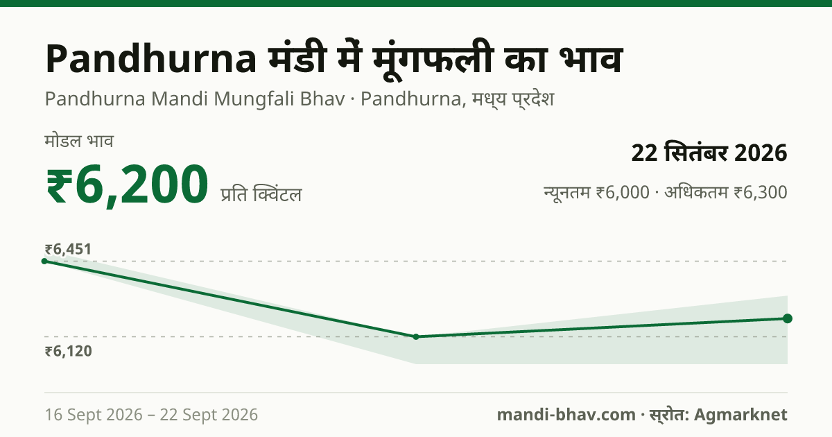 Pandhurna मंडी में मूंगफली का भाव 22 सितंबर 2026: मोडल ₹6,200 प्रति क्विंटल, भाव के रुझान का चार्ट