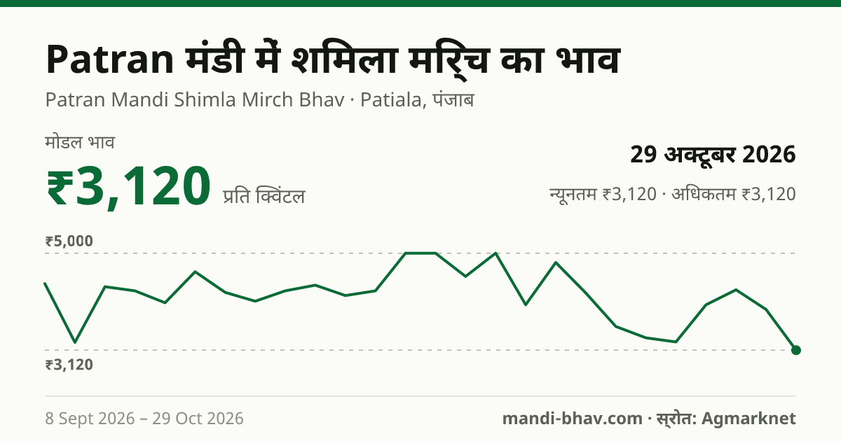 Patran मंडी में शिमला मिर्च का भाव 29 अक्टूबर 2026: मोडल ₹3,120 प्रति क्विंटल, भाव के रुझान का चार्ट