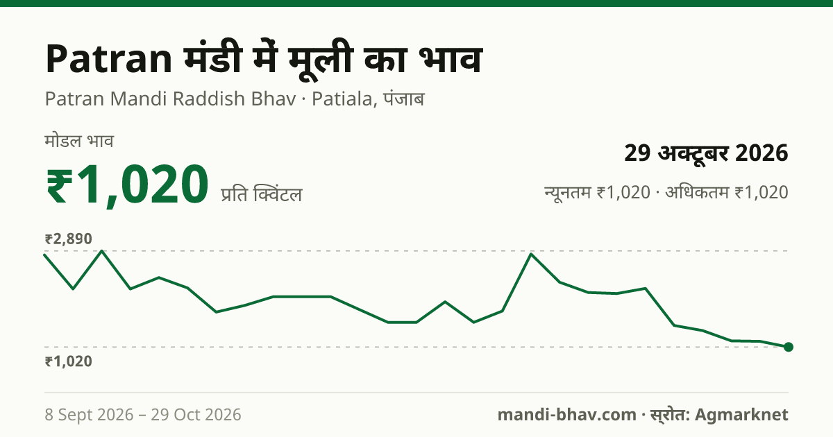 Patran मंडी में मूली का भाव 29 अक्टूबर 2026: मोडल ₹1,020 प्रति क्विंटल, भाव के रुझान का चार्ट