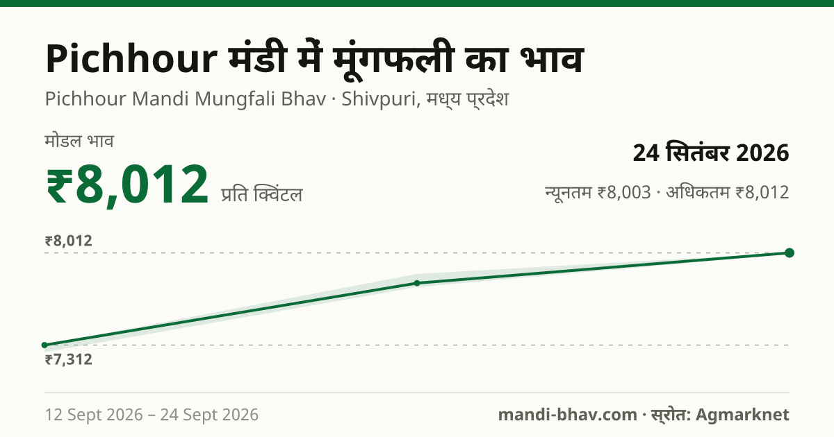 Pichhour मंडी में मूंगफली का भाव 24 सितंबर 2026: मोडल ₹8,012 प्रति क्विंटल, भाव के रुझान का चार्ट