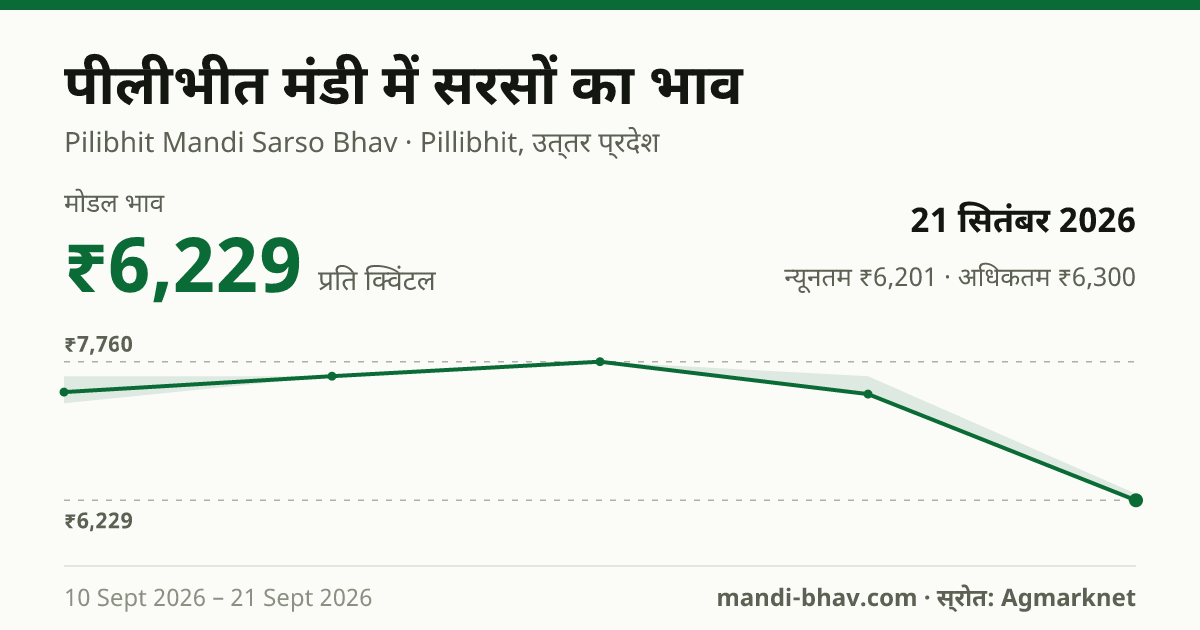 पीलीभीत मंडी में सरसों का भाव 21 सितंबर 2026: मोडल ₹6,229 प्रति क्विंटल, भाव के रुझान का चार्ट