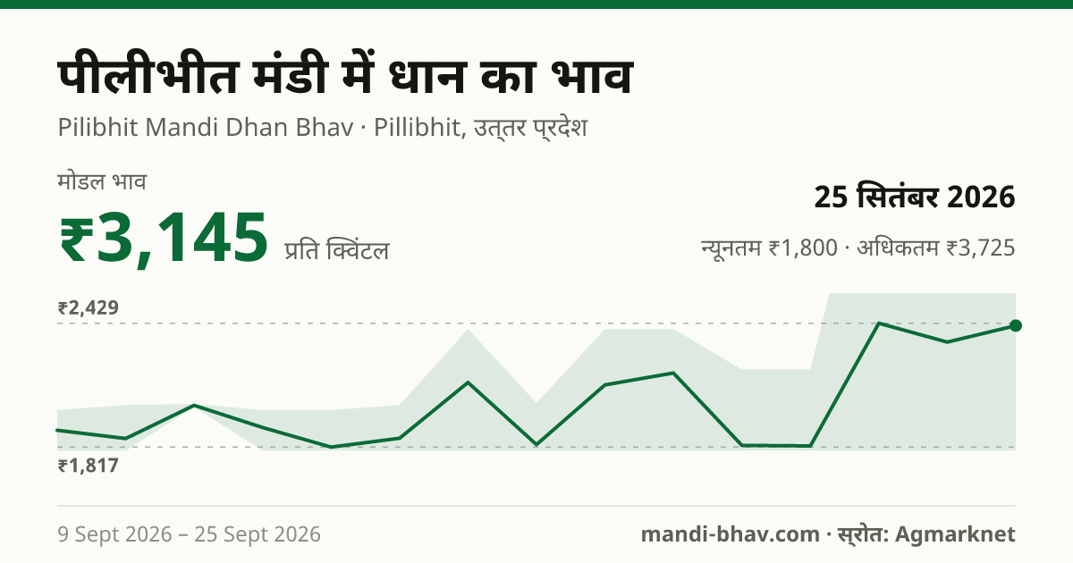 पीलीभीत मंडी में धान का भाव 25 सितंबर 2026: मोडल ₹3,145 प्रति क्विंटल, भाव के रुझान का चार्ट
