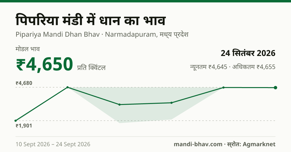 पिपरिया मंडी में धान का भाव 24 सितंबर 2026: मोडल ₹4,650 प्रति क्विंटल, भाव के रुझान का चार्ट