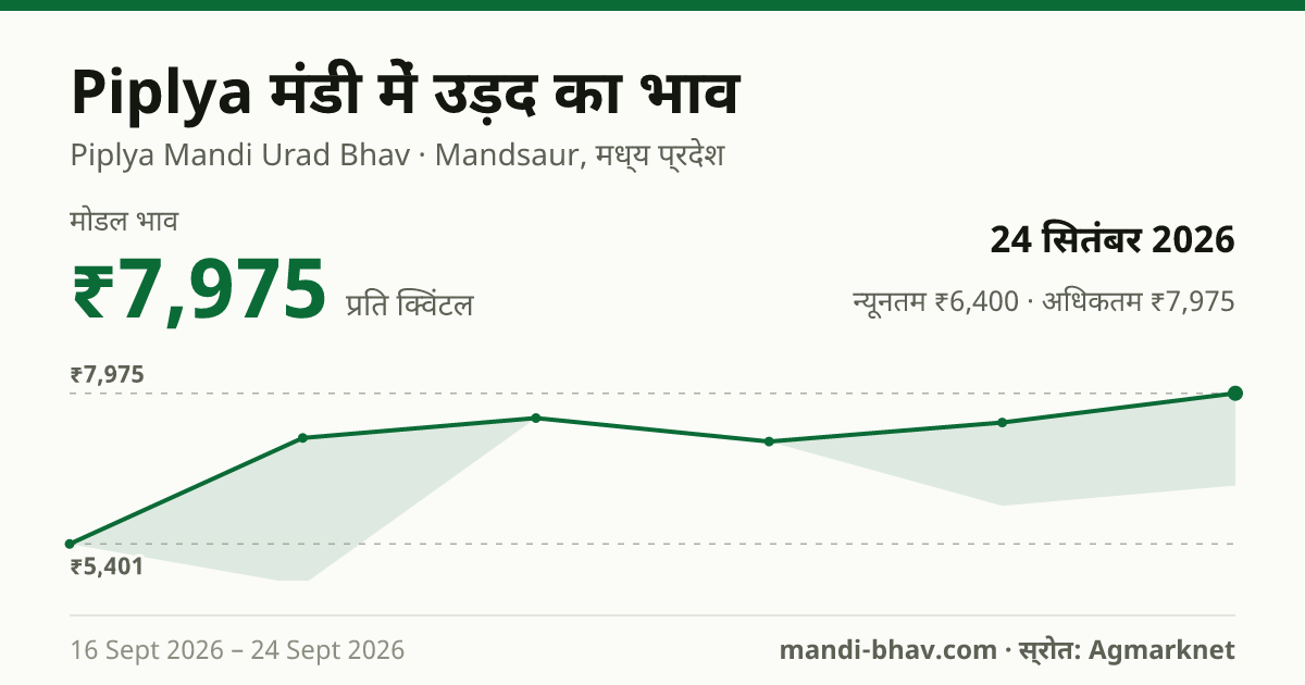 Piplya मंडी में उड़द का भाव 24 सितंबर 2026: मोडल ₹7,975 प्रति क्विंटल, भाव के रुझान का चार्ट