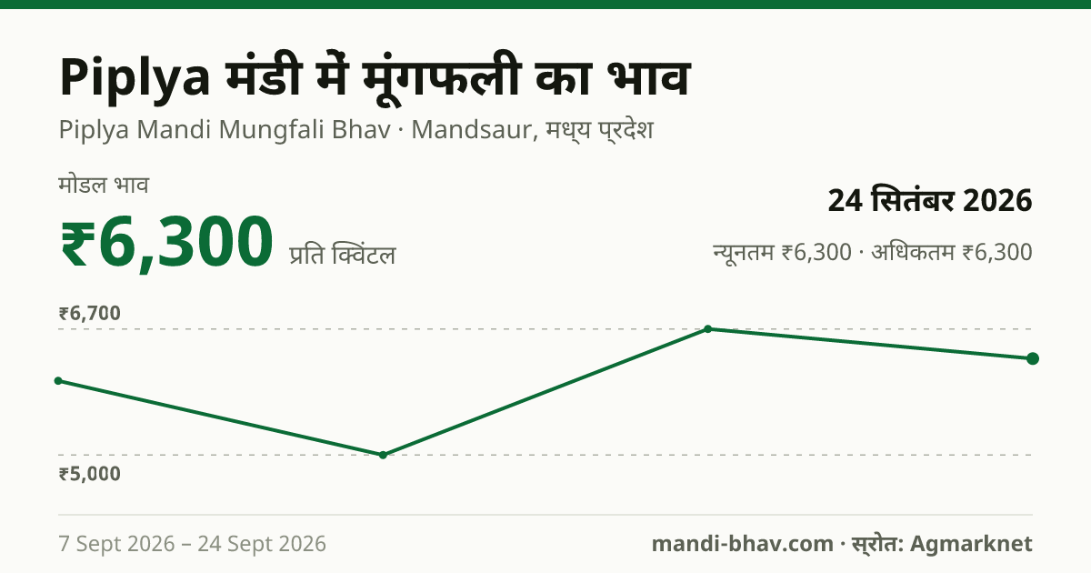 Piplya मंडी में मूंगफली का भाव 24 सितंबर 2026: मोडल ₹6,300 प्रति क्विंटल, भाव के रुझान का चार्ट