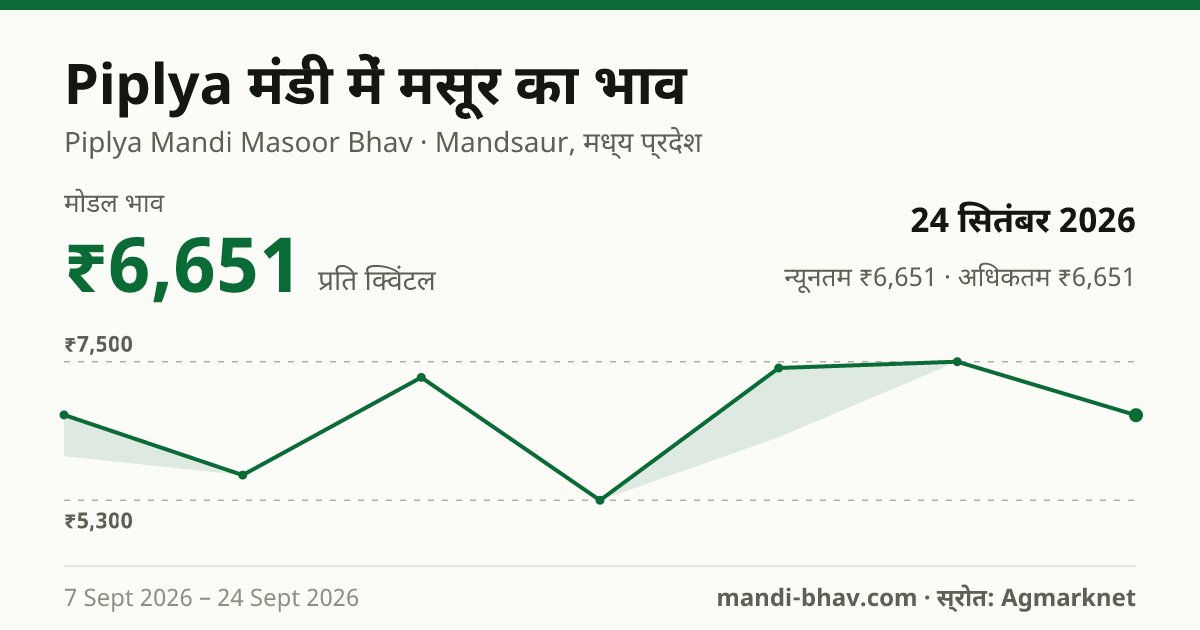 Piplya मंडी में मसूर का भाव 24 सितंबर 2026: मोडल ₹6,651 प्रति क्विंटल, भाव के रुझान का चार्ट