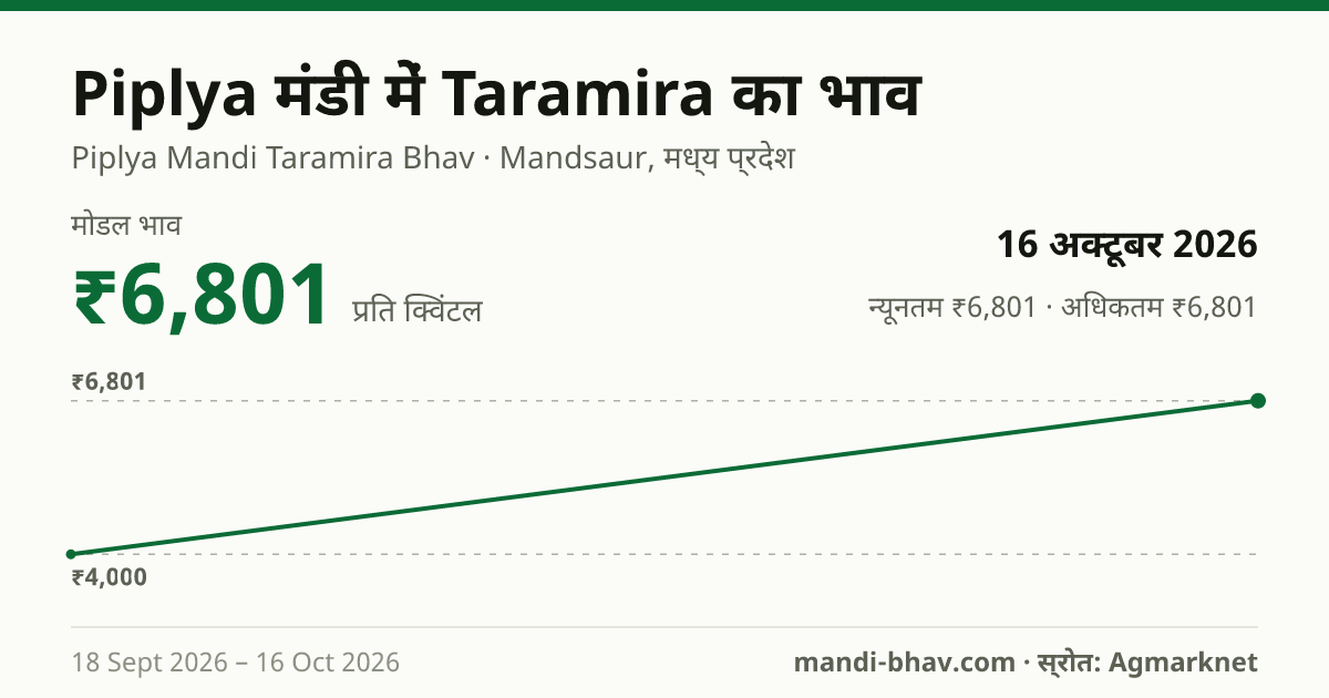 Piplya मंडी में Taramira का भाव 16 अक्टूबर 2026: मोडल ₹6,801 प्रति क्विंटल, भाव के रुझान का चार्ट