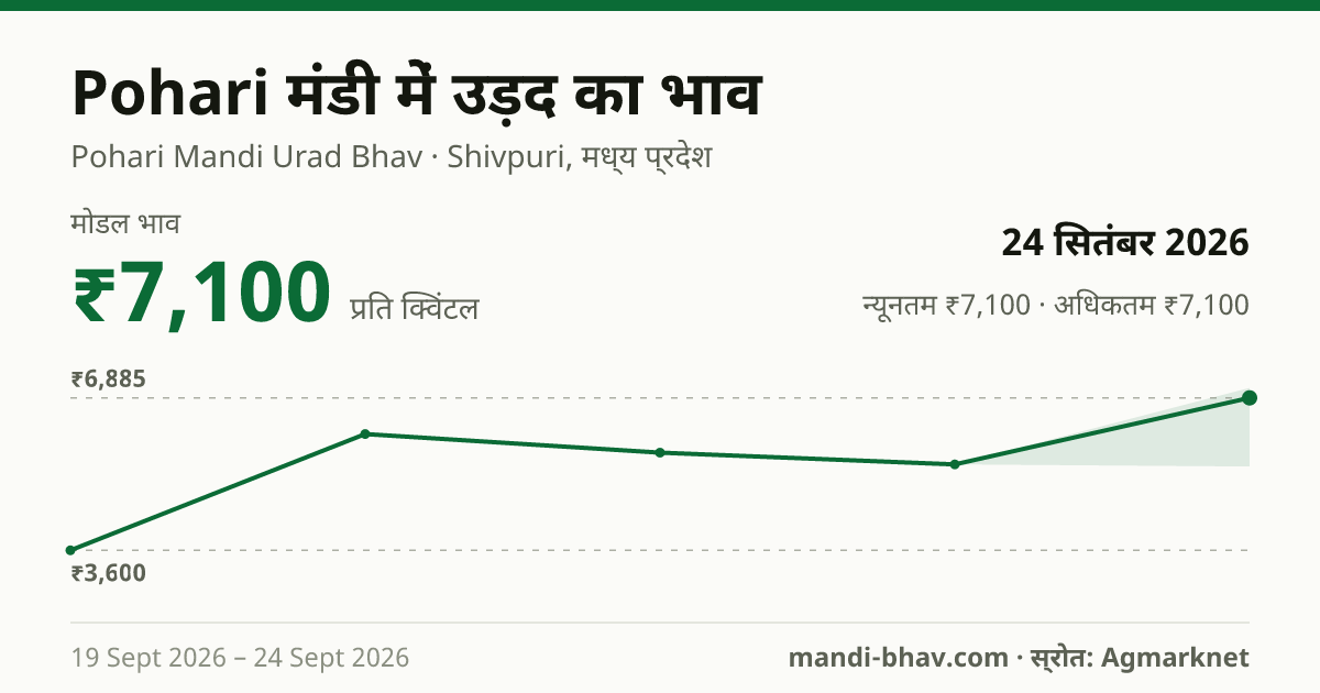 Pohari मंडी में उड़द का भाव 24 सितंबर 2026: मोडल ₹7,100 प्रति क्विंटल, भाव के रुझान का चार्ट