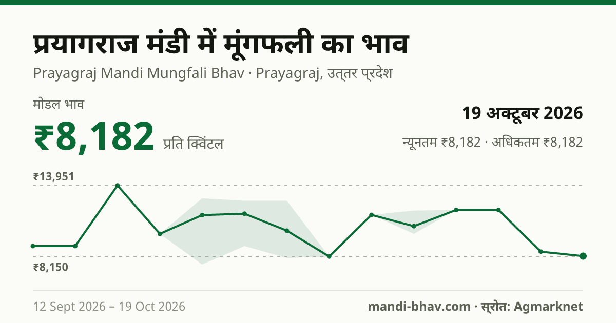 प्रयागराज मंडी में मूंगफली का भाव 19 अक्टूबर 2026: मोडल ₹8,182 प्रति क्विंटल, भाव के रुझान का चार्ट
