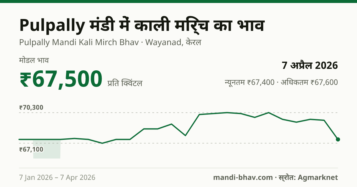 Pulpally मंडी में काली मिर्च का भाव 7 अप्रैल 2026: मोडल ₹67,500 प्रति क्विंटल, भाव के रुझान का चार्ट