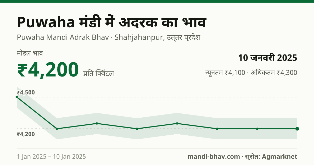 Puwaha मंडी में अदरक का भाव 10 जनवरी 2025: मोडल ₹4,200 प्रति क्विंटल, भाव के रुझान का चार्ट