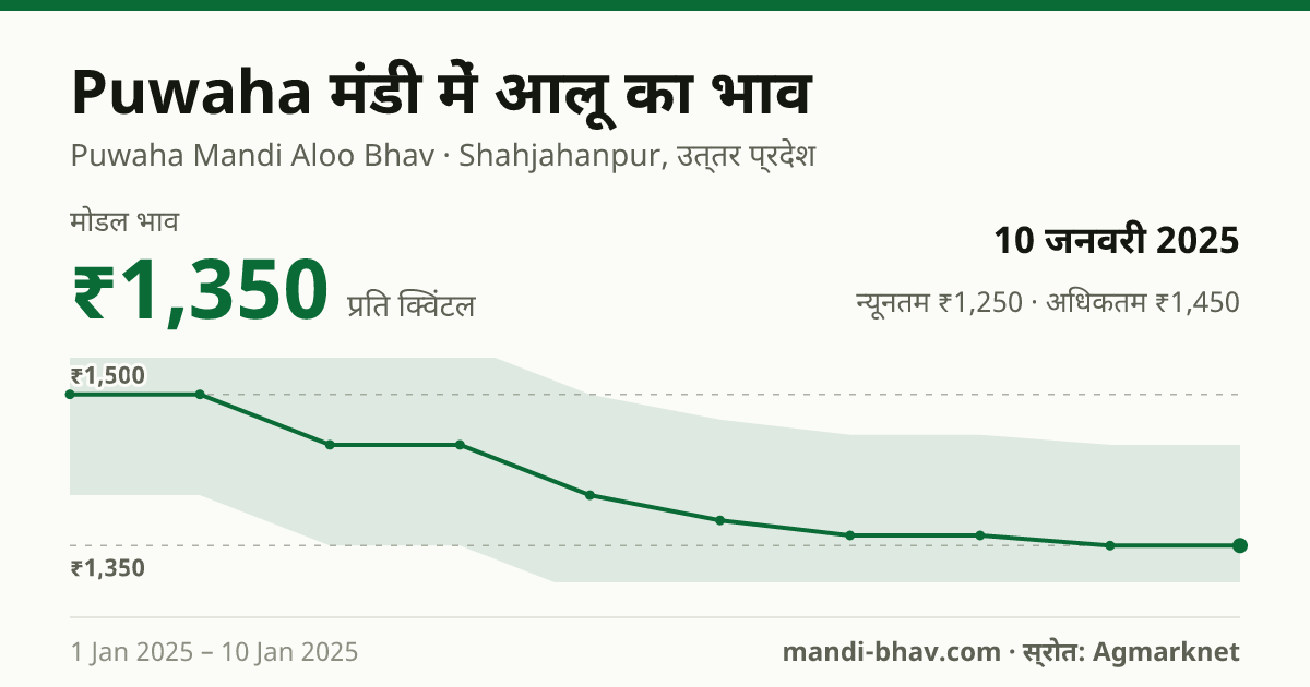 Puwaha मंडी में आलू का भाव 10 जनवरी 2025: मोडल ₹1,350 प्रति क्विंटल, भाव के रुझान का चार्ट
