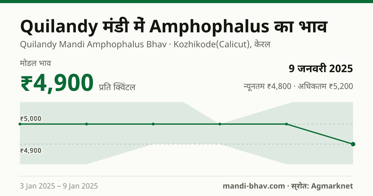Quilandy मंडी में Amphophalus का भाव 9 जनवरी 2025: मोडल ₹4,900 प्रति क्विंटल, भाव के रुझान का चार्ट