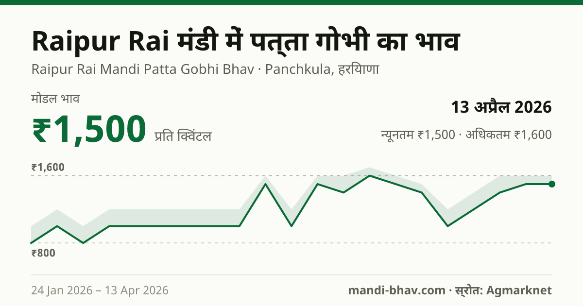 Raipur Rai मंडी में पत्ता गोभी का भाव 13 अप्रैल 2026: मोडल ₹1,500 प्रति क्विंटल, भाव के रुझान का चार्ट