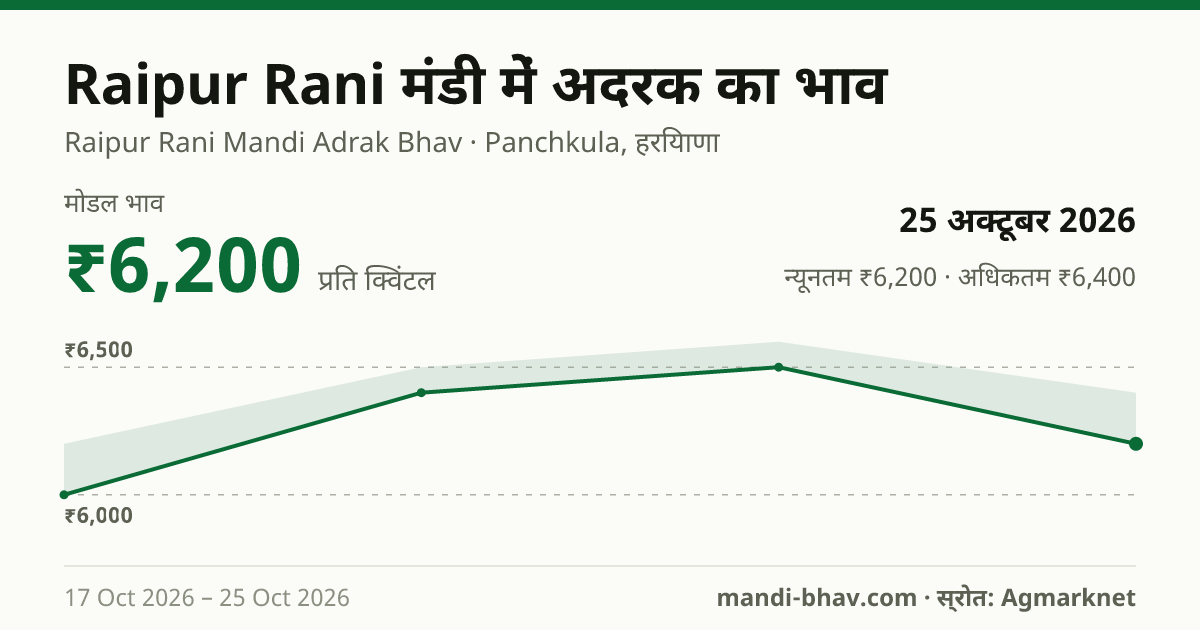 Raipur Rani मंडी में अदरक का भाव 25 अक्टूबर 2026: मोडल ₹6,200 प्रति क्विंटल, भाव के रुझान का चार्ट