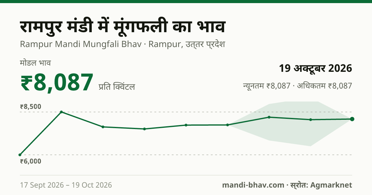रामपुर मंडी में मूंगफली का भाव 19 अक्टूबर 2026: मोडल ₹8,087 प्रति क्विंटल, भाव के रुझान का चार्ट