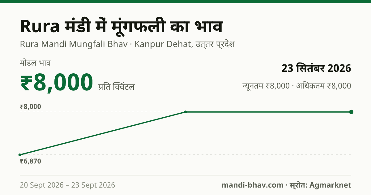 Rura मंडी में मूंगफली का भाव 23 सितंबर 2026: मोडल ₹8,000 प्रति क्विंटल, भाव के रुझान का चार्ट