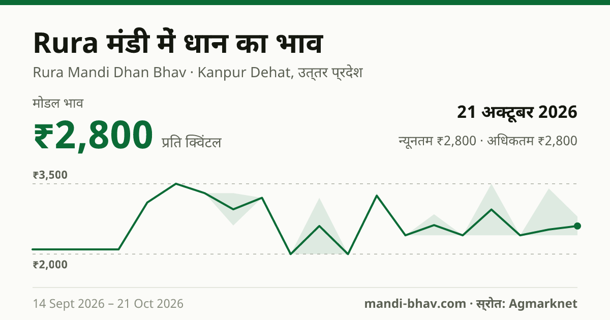 Rura मंडी में धान का भाव 21 अक्टूबर 2026: मोडल ₹2,800 प्रति क्विंटल, भाव के रुझान का चार्ट
