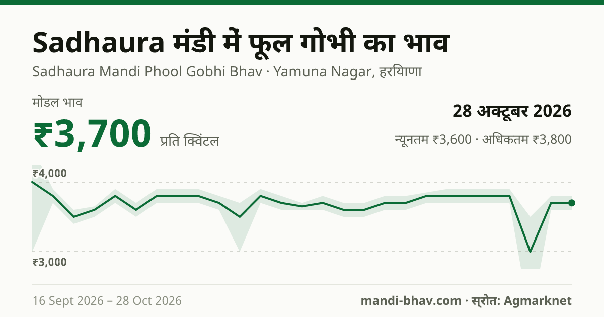 Sadhaura मंडी में फूल गोभी का भाव 28 अक्टूबर 2026: मोडल ₹3,700 प्रति क्विंटल, भाव के रुझान का चार्ट