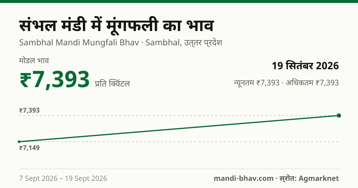 संभल मंडी में मूंगफली का भाव 19 सितंबर 2026: मोडल ₹7,393 प्रति क्विंटल, भाव के रुझान का चार्ट