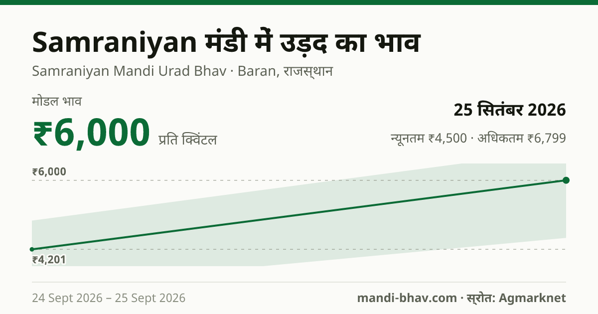 Samraniyan मंडी में उड़द का भाव 25 सितंबर 2026: मोडल ₹6,000 प्रति क्विंटल, भाव के रुझान का चार्ट