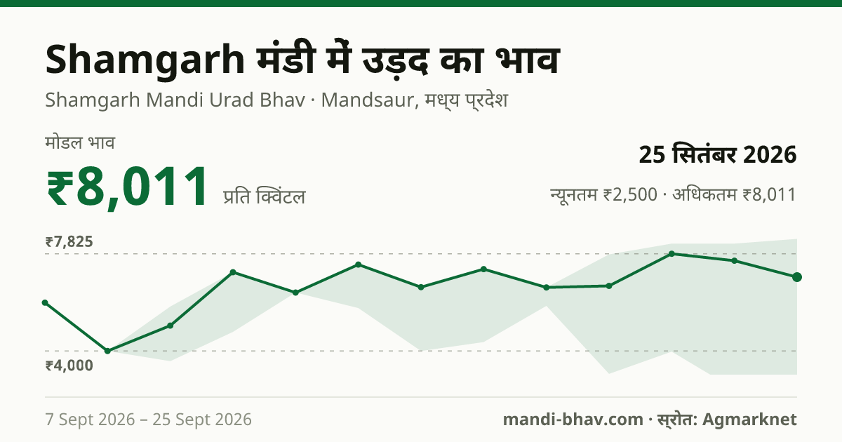 Shamgarh मंडी में उड़द का भाव 25 सितंबर 2026: मोडल ₹8,011 प्रति क्विंटल, भाव के रुझान का चार्ट