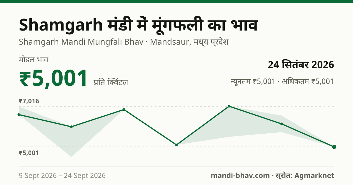 Shamgarh मंडी में मूंगफली का भाव 24 सितंबर 2026: मोडल ₹5,001 प्रति क्विंटल, भाव के रुझान का चार्ट
